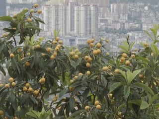 大兴的天气，不只是一种气候，更是一种生活