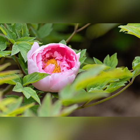 菏泽市天气预报15天，掌握牡丹之都的天气脉动