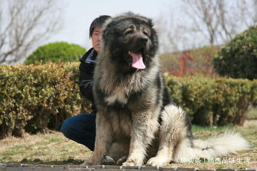 世界十大战斗力强的犬种,力量、忠诚与野性的完美结合 世界十大战斗力强的犬种,力量、忠诚与野性的完美结合