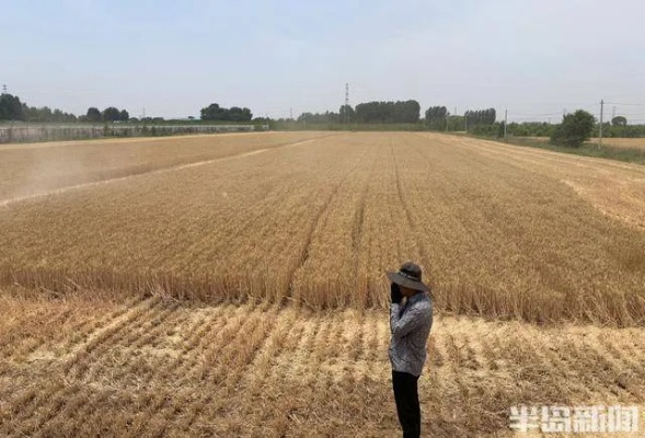 精准到村头,天气预报如何定位到每一垄麦田? 精准到村头,天气预报如何定位到每一垄麦田?
